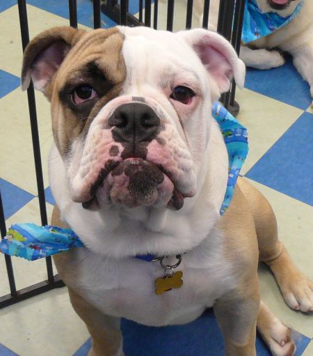 Brutus